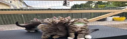 Maine Coon cats for sale: Maine Coon kittens 1 girl & 4 boys 😊 - Advert 2