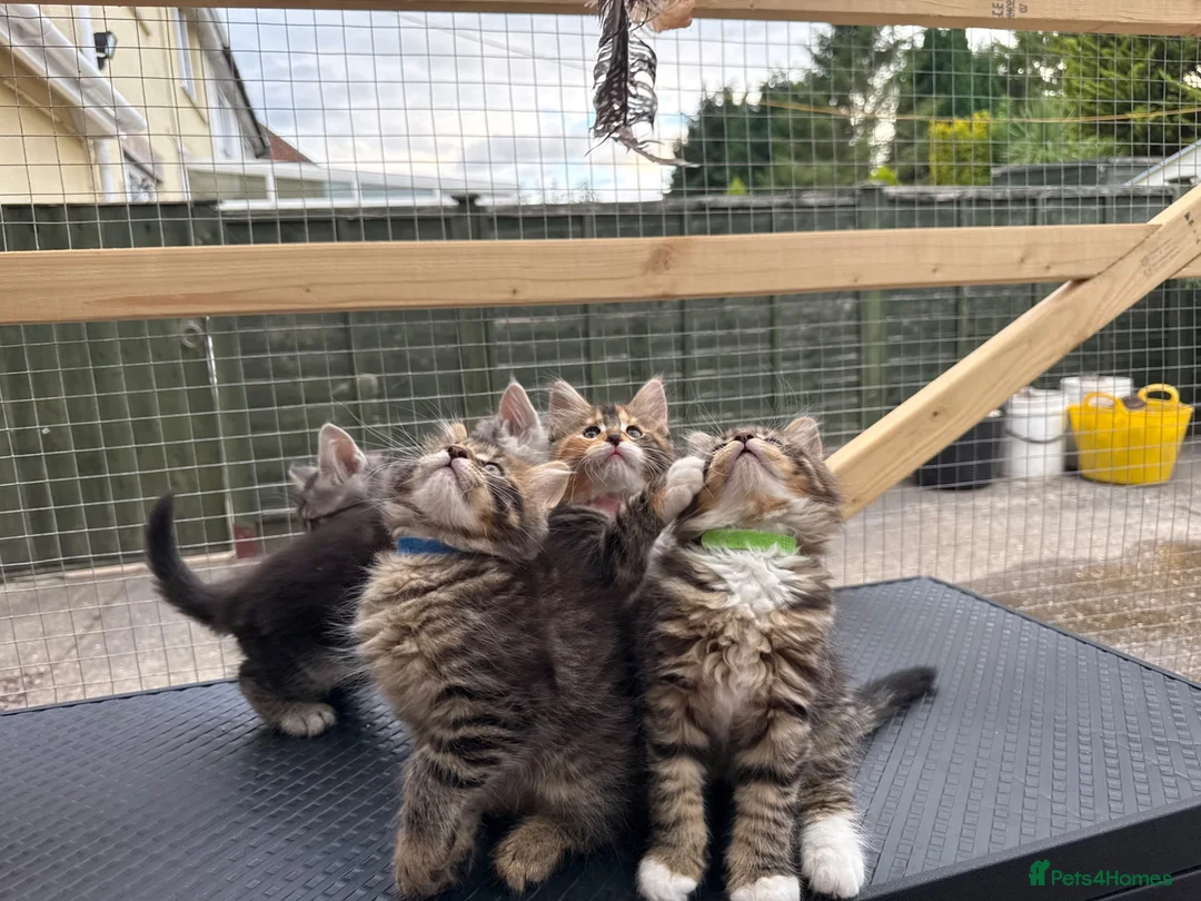 Maine Coon cats for sale: Maine Coon kittens 1 girl & 4 boys 😊 - Advert 2