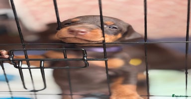 Dobermann dogs - Advert 15