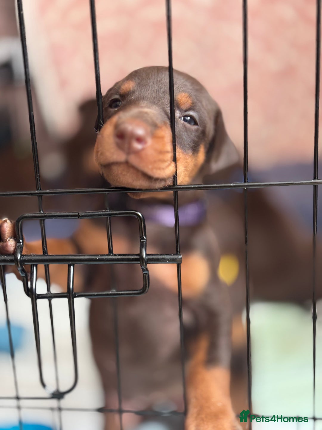 Dobermann dogs for sale: Doberman Puppies For Sale  - Image 13