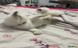 Ragdoll cats for sale: 🩵 Beautiful Ragdoll Kittens Ready at 12 Weeks! 🩵 - Image 18