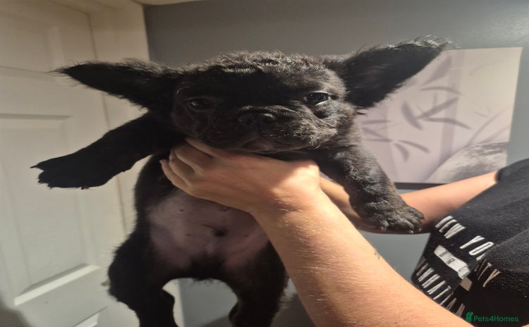 French Bulldog dogs - Advert 2