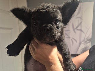 French Bulldog dogs - Advert 19