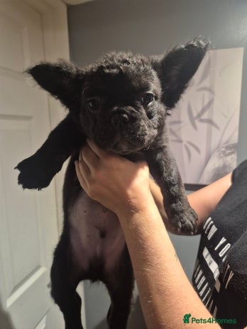 French Bulldog dogs - Advert 1