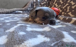 French Bulldog dogs for sale: Adorable French bulldog puppies!!🐶  - Image 12