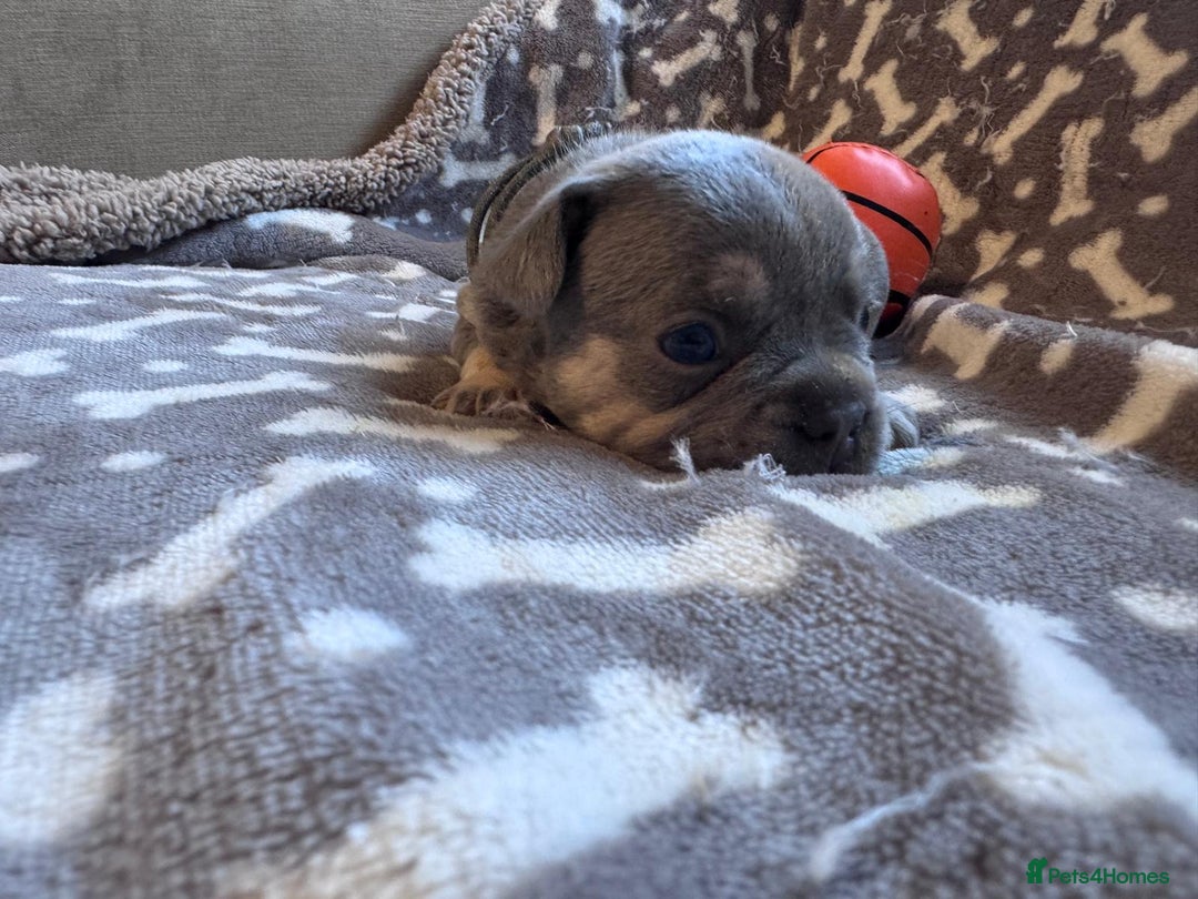 French Bulldog dogs for sale: Adorable French bulldog puppies!!🐶  - Image 12