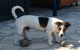 Jack Russell dogs for adoption: Vekku ,A Little Dog with a Big Heart ❤️  - Image 10