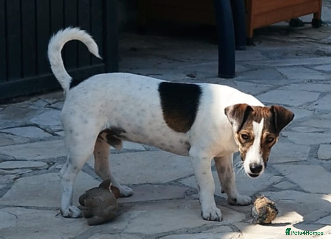 Jack Russell dogs for adoption: Vekku ,A Little Dog with a Big Heart ❤️  - Image 10