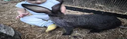 Continental Giant rabbits for sale: Continental giant rabbits Born on 3rd May - Advert 6