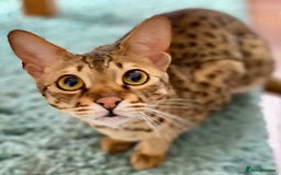 Savannah cats for sale: F3 girls  - Image 8