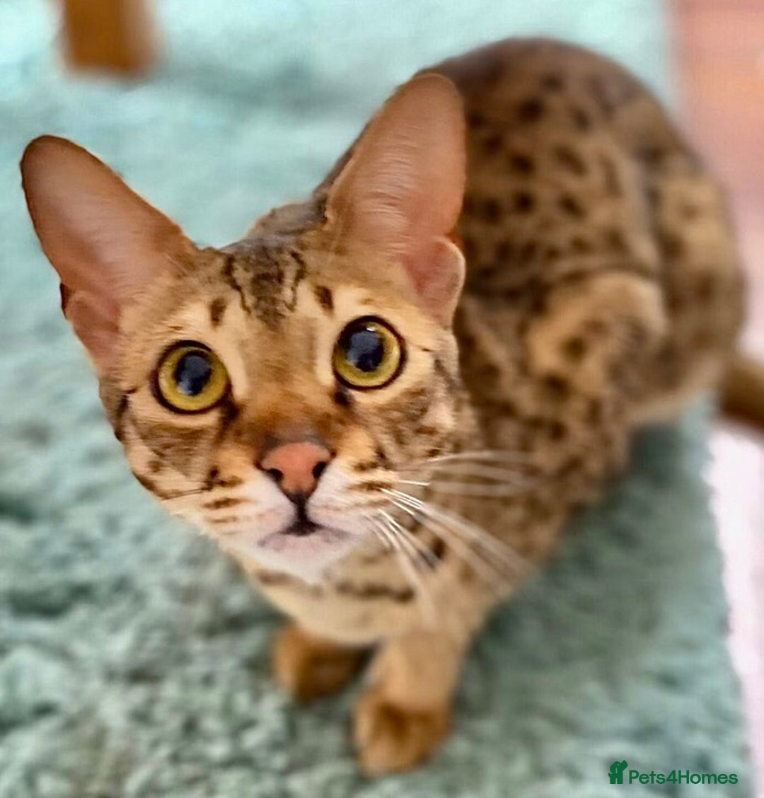 Savannah cats for sale: F3 girls  - Image 8