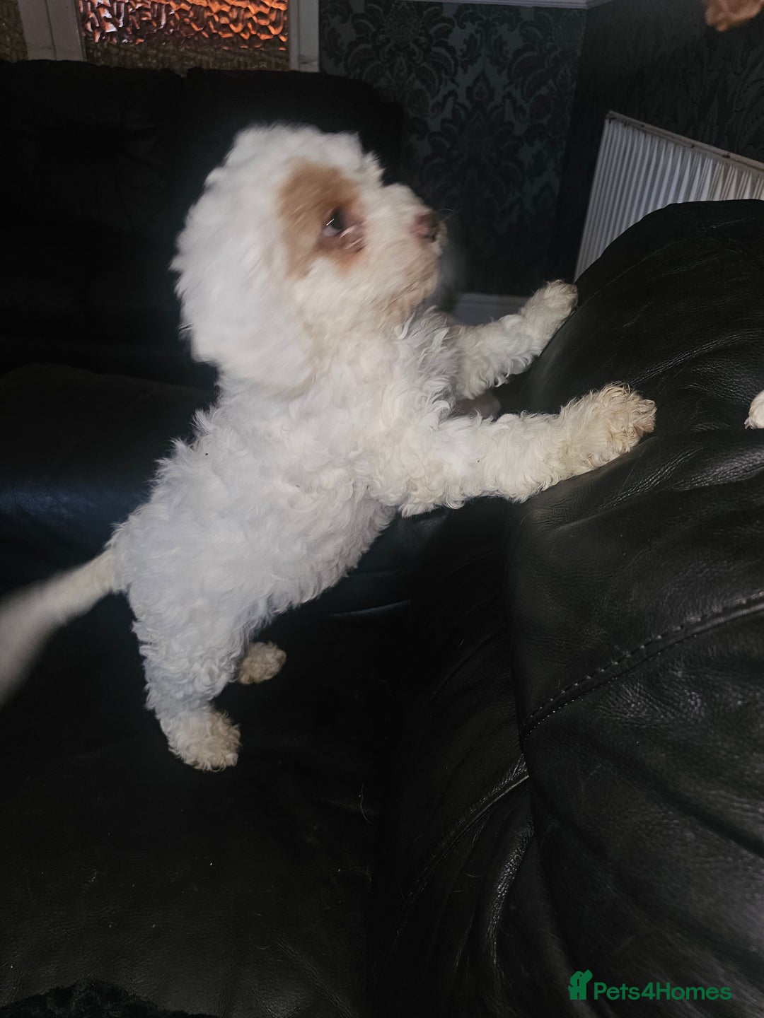 Cockapoo dogs for sale: Ready now! White female cockapoo puppy! - Advert 25