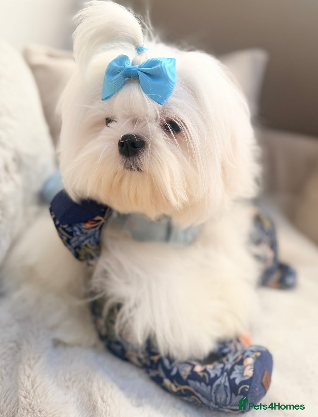 Maltese dogs for sale: Beautiful 6 month old Maltese Puppy Ready Now - Advert 35