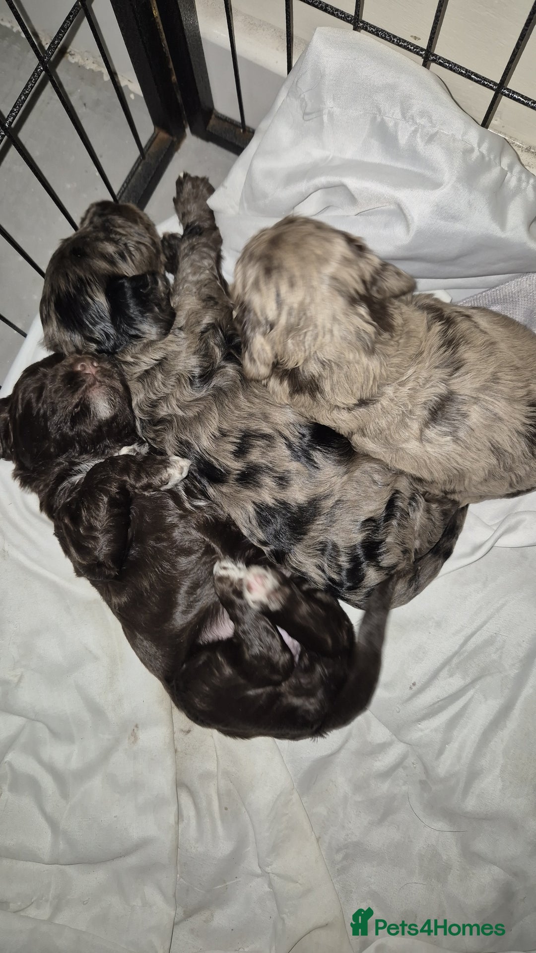 Cockapoo dogs for sale: Cockapoo pups - Image 6