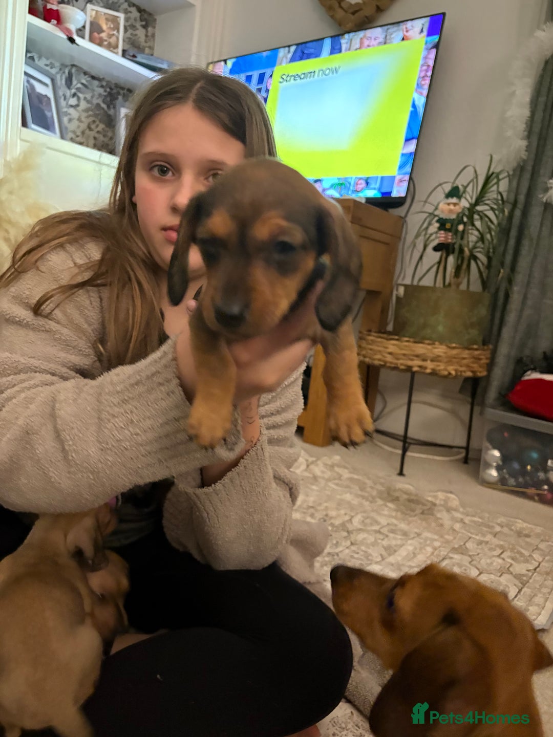 Miniature Dachshund dogs for sale: Kc true miniature dachshunds puppies - Advert 3