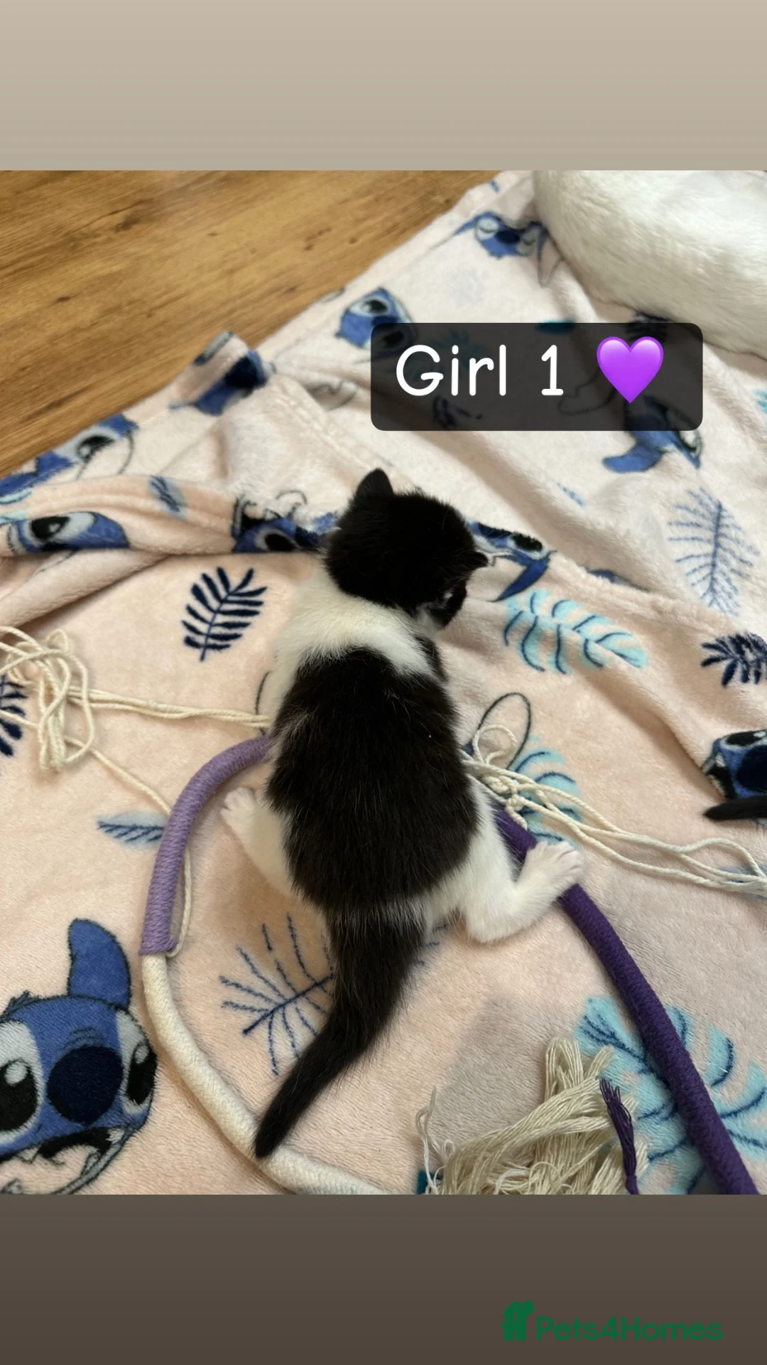 British Shorthair cats for sale: 3 kittens for living homes  - Advert 2