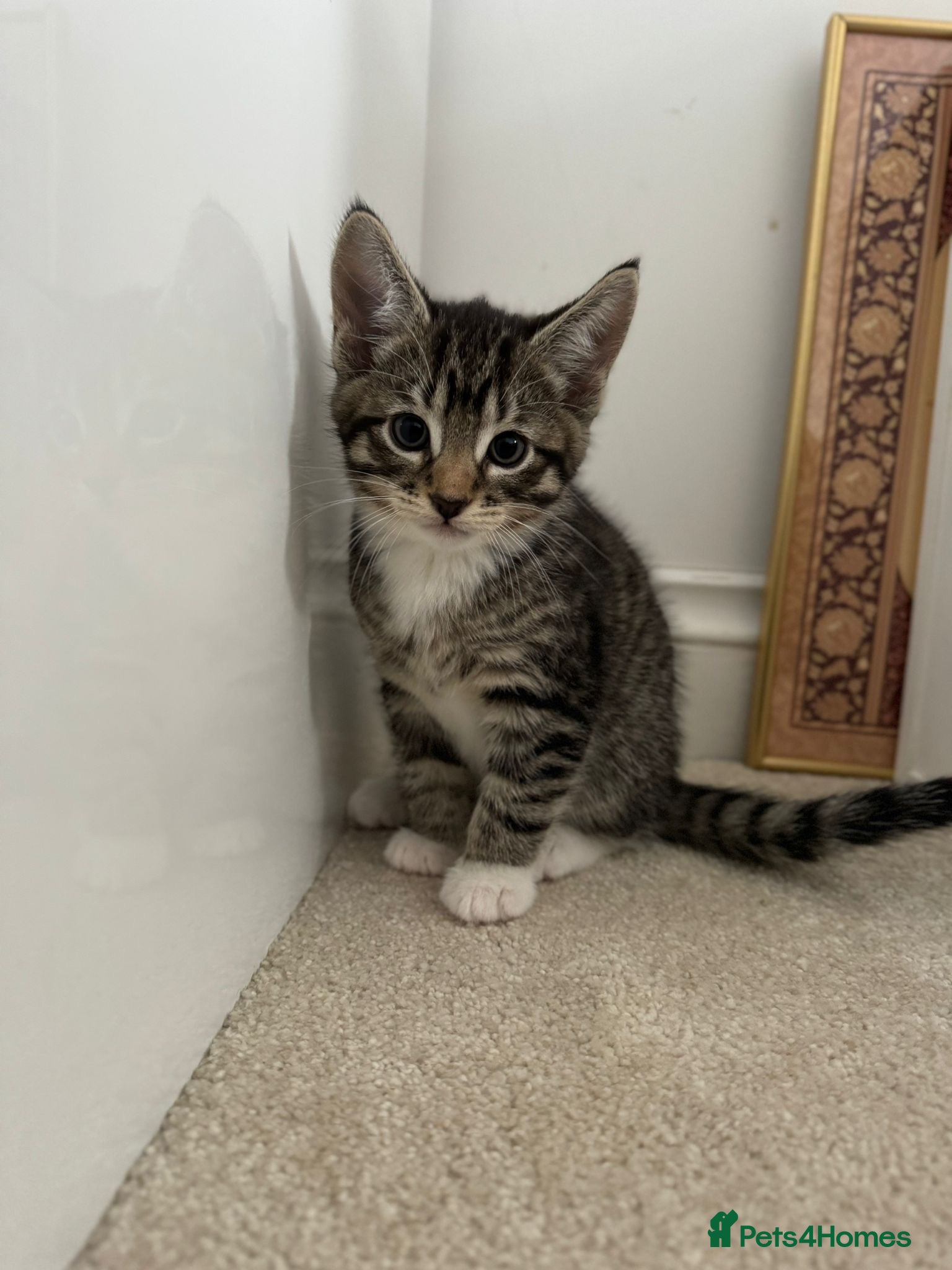Abyssinian cats Abyssinian & Tabby Kittens available  - Advert 9