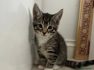 Abyssinian cats Abyssinian & Tabby Kittens available - Advert 9