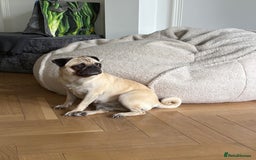 Pug dogs for sale: 2 year old pug for sale  - Image 3