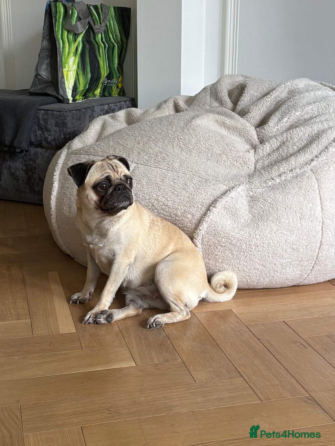 Pug dogs for sale: 2 year old pug for sale  - Image 3