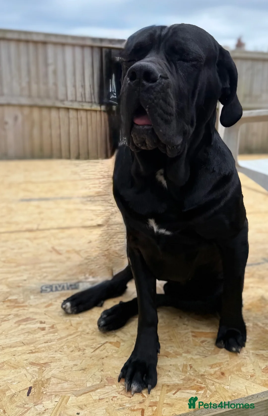Cane Corso dogs for sale: Gentle family loving giant ‘Mac’ 4yr old - Advert 2