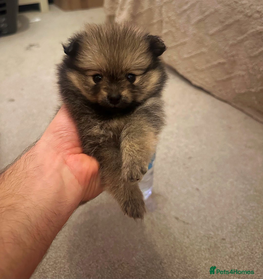 Pomeranian dogs for sale: Pomeranian puppy’s for sale - Advert 21