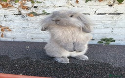 Mini Lion Lop rabbits for sale: Beautiful Lion Lop Sisters - Image 3