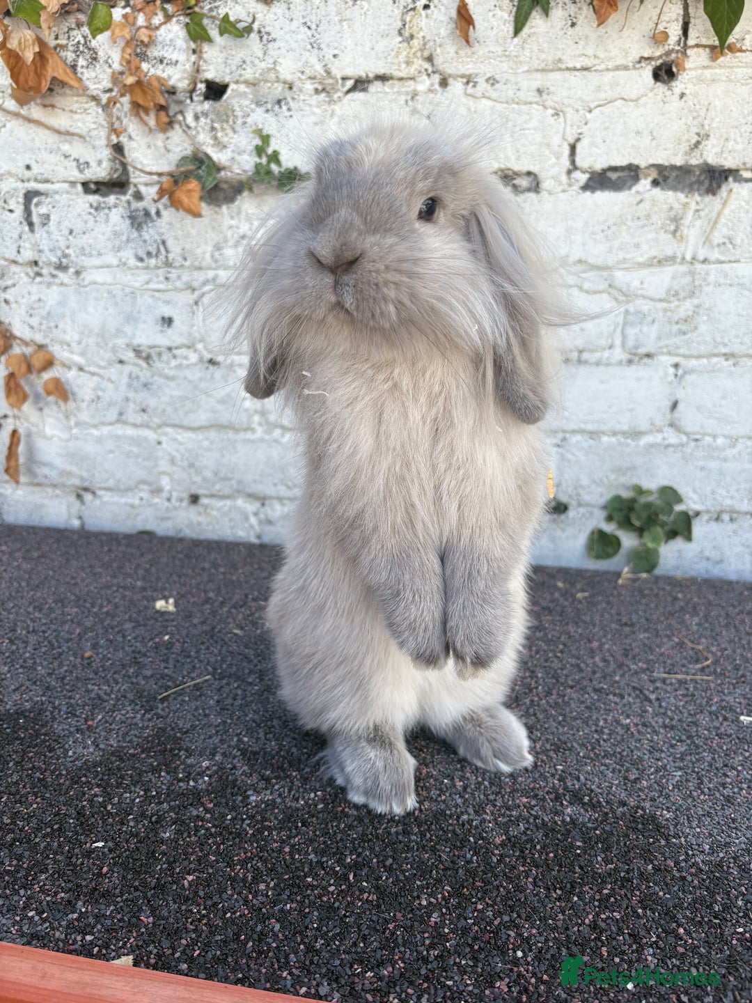 Mini Lion Lop rabbits for sale: Beautiful Lion Lop Sisters - Image 3