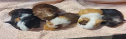Guinea Pig rodents for sale: Beautiful baby Guinea PIgs - Advert 7
