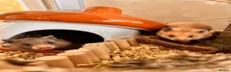 Hamster rodents for sale: Syrian hamster babies in Andover - Advert 11