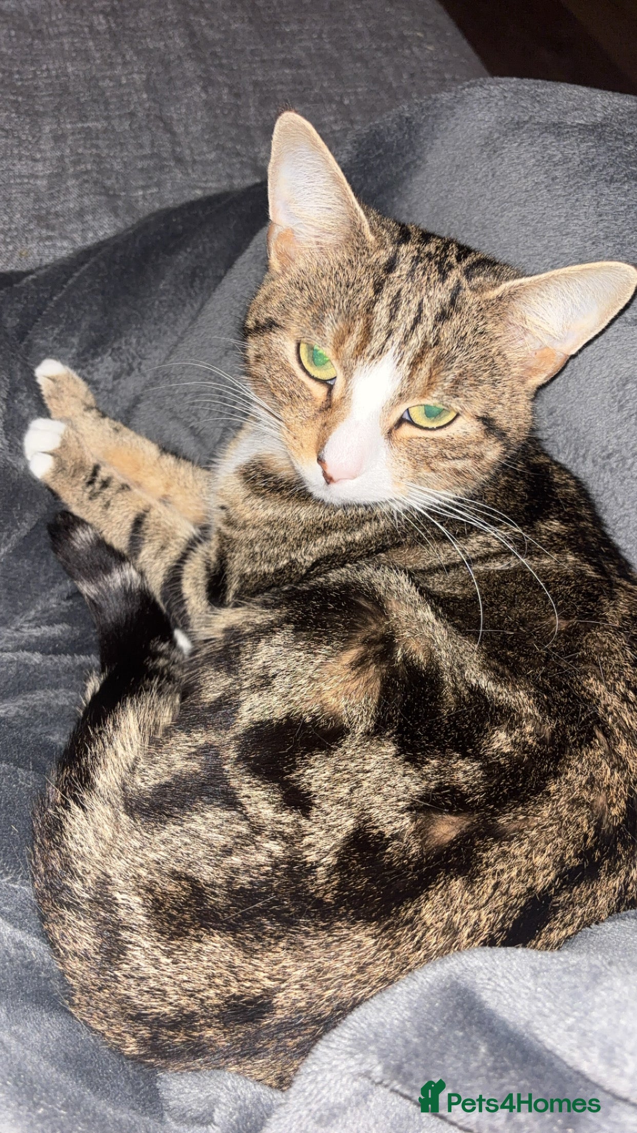 Mixed Breed cats Stunning litter of 4  - Advert 5