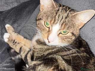 Mixed Breed cats Stunning litter of 4 - Advert 2