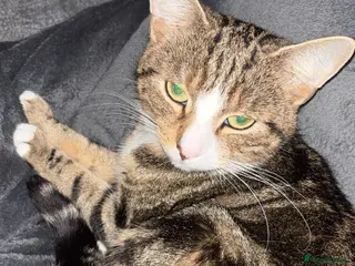 Mixed Breed cats 1 male left - Advert 10