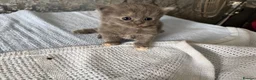 Mixed Breed cats for sale: 4 beautiful kittens for sale  - Advert 24