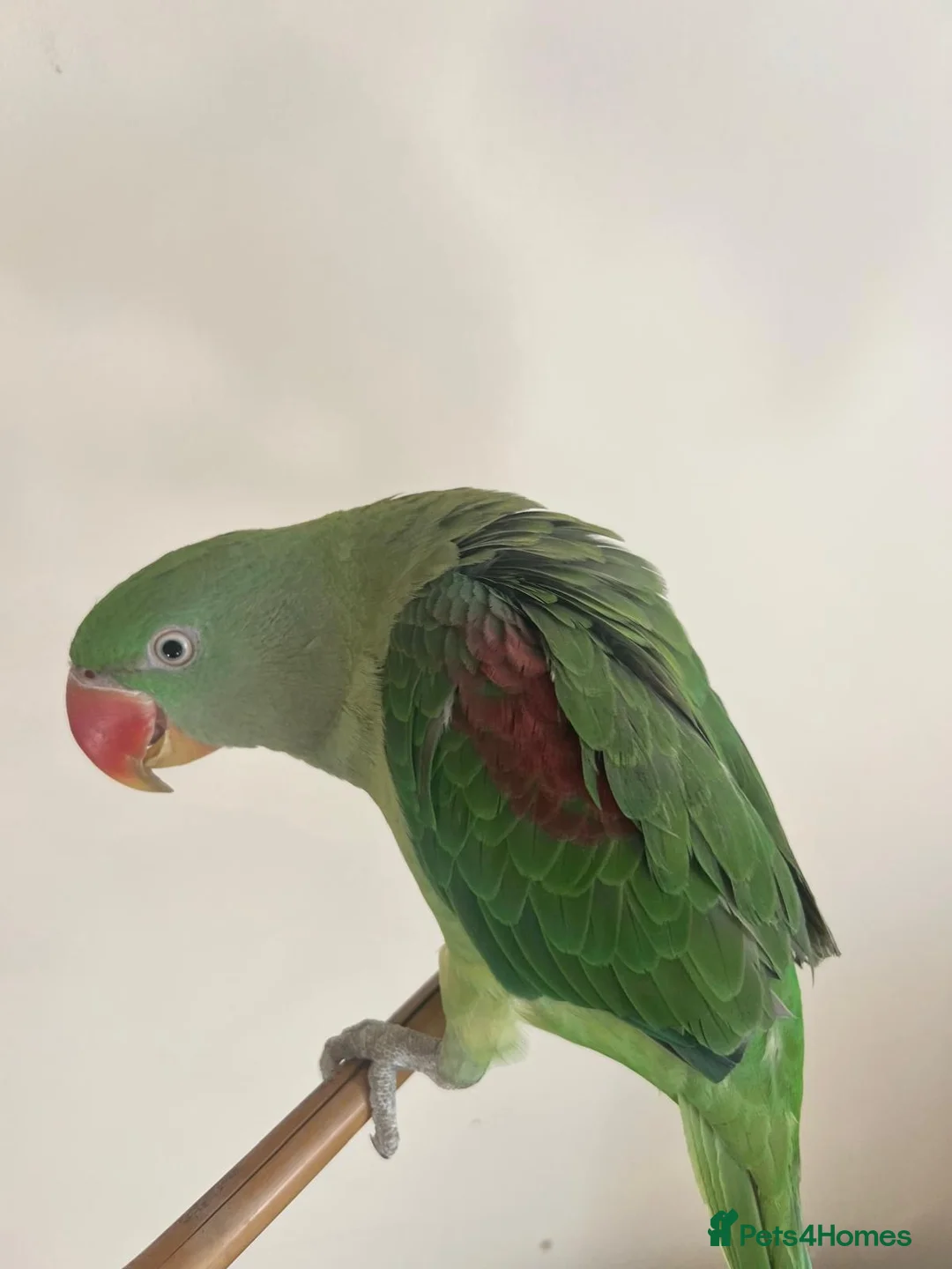 Parrots birds for sale: Alexander Parrot  in Burton-on-Trent - Advert 6