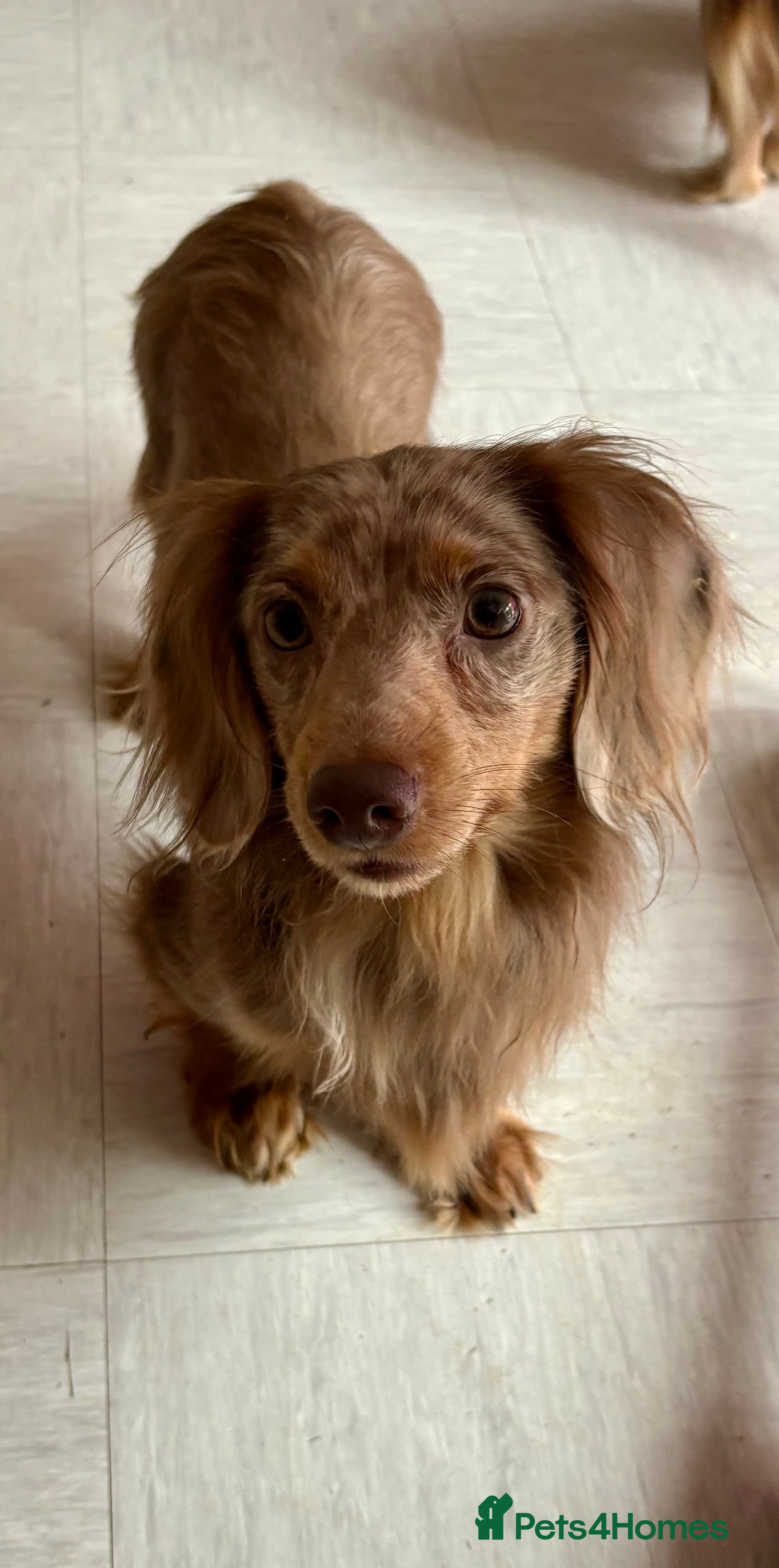 Dachshund dogs In need of a forever home - Advert 2