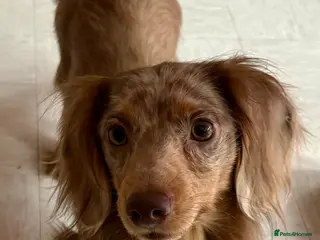 Dachshund dogs In need of a forever home - Advert 2