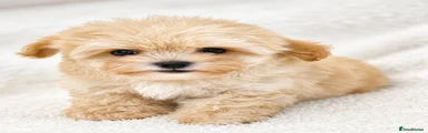 Maltipoo 2