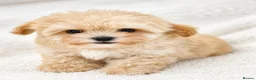 Maltipoo dogs for sale: Amazing TINY Korean Maltipoo Female Puppies. - Advert 6