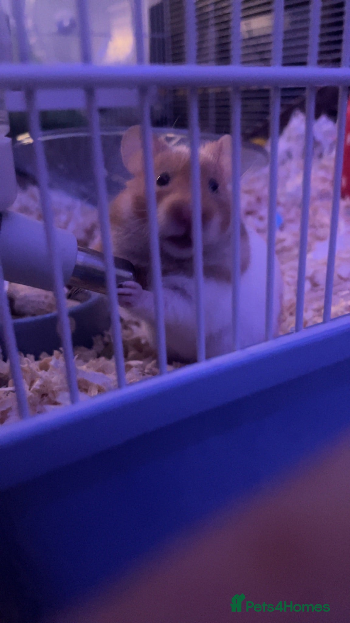Hamster rodents Ringo hamster  - Advert 2