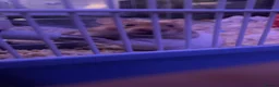 Hamster rodents for sale: Ringo hamster  in Birkenhead - Advert 1