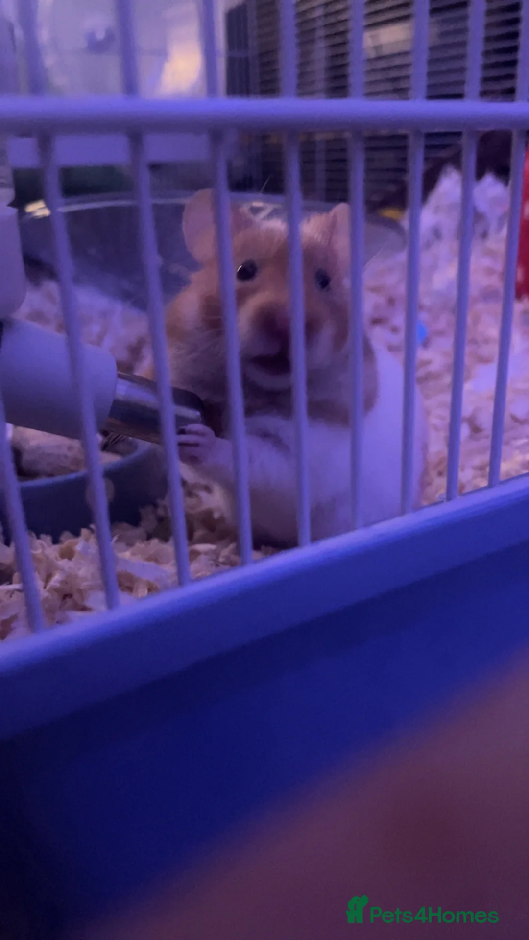 Hamster rodents for sale: Ringo hamster  in Birkenhead - Advert 1