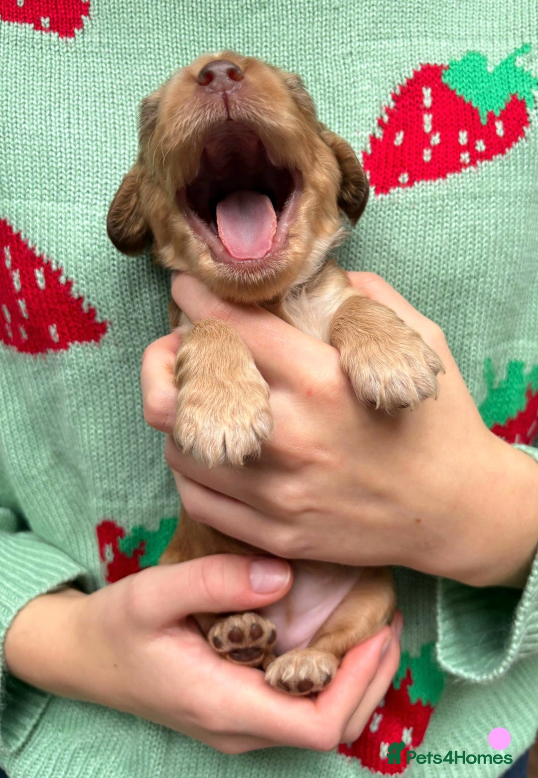 Cocker Spaniel dogs for sale: KC Show Cocker Spaniel Pups DNA health Simbawood  - Image 15