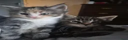 Maine Coon cats for sale: Half maincoon - Advert 6