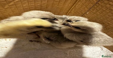 Chickens poultry - Advert 1