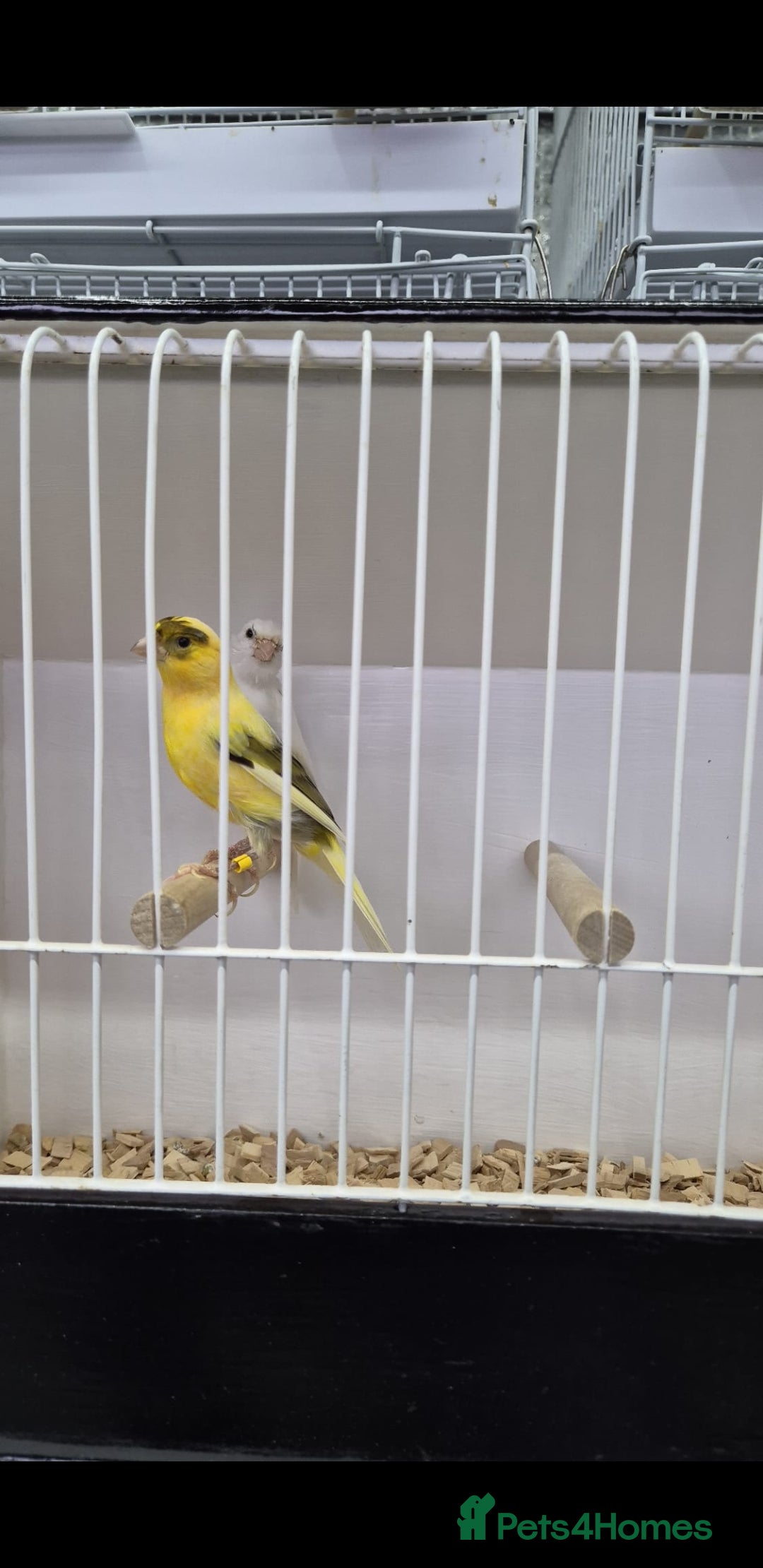 Canaries birds for sale: Canaries for sale - Advert 16