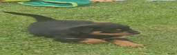 Rottweiler dogs for sale: GORGEOUS ROTTWEILLER PUPPIES - Advert 3