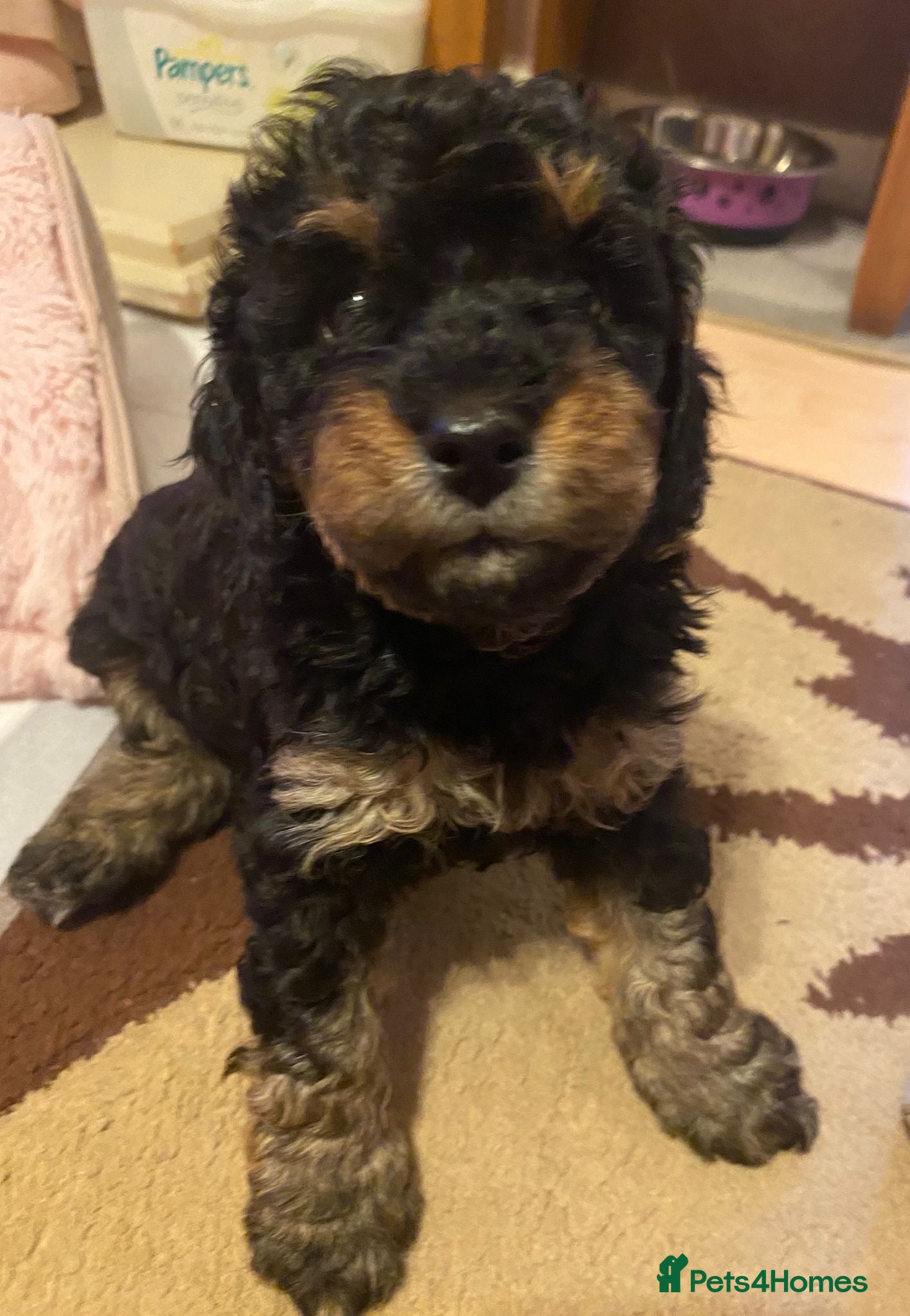 Cavapoochon dogs Beautiful Rare Phantom Toy Cavapoochon Puppies - Advert 7