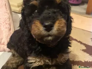 Cavapoochon dogs Beautiful Rare Phantom Toy Cavapoochon Puppies - Advert 7