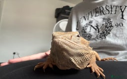 Dragon reptiles for sale: Beared dragon can come with vivarium  - Image 3